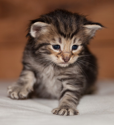 Ludvikka - 3 weeks old