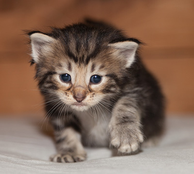 Ludvikka - 3 weeks old
