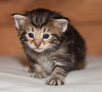 Ludvikka - 3 weeks old