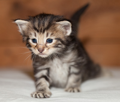 Ludvikka - 3 weeks old
