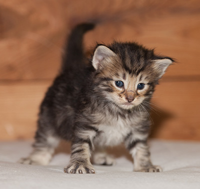 Ludvikka - 3 weeks old