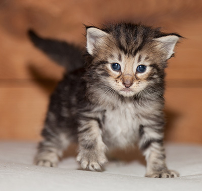 Ludvikka - 3 weeks old
