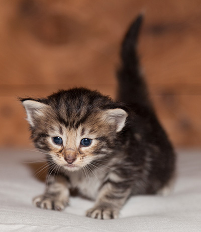 Ludvikka - 3 weeks old