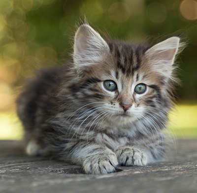 Ludvikka - 7 weeks old