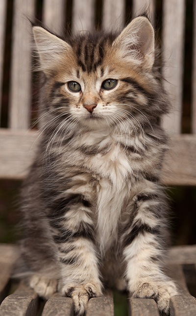 Ludvikka - 7 weeks old