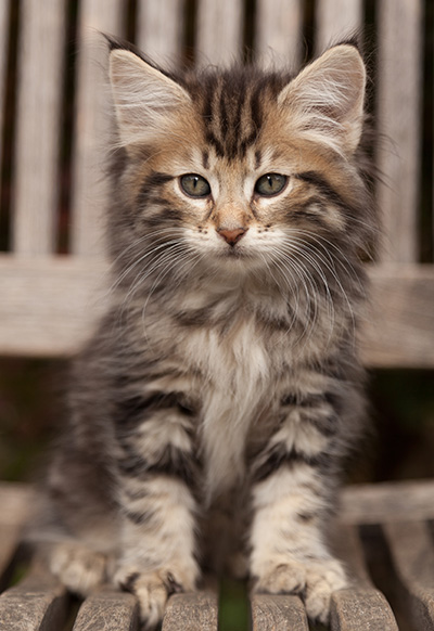 Ludvikka - 7 weeks old