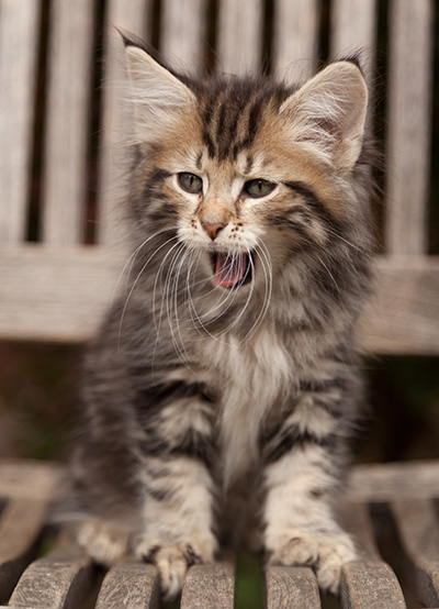 Ludvikka - 7 weeks old
