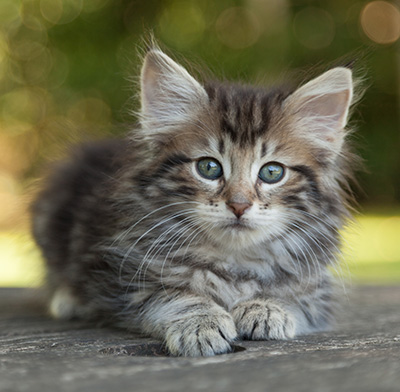 Ludvikka - 7 weeks old