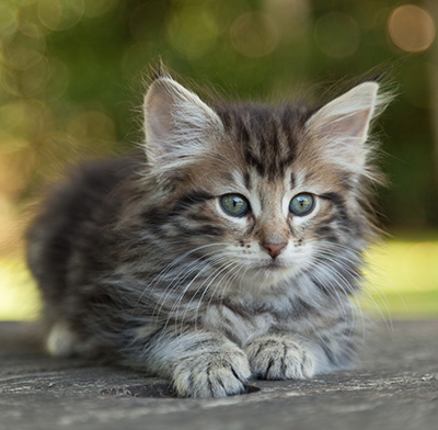 Ludvikka - 7 weeks old
