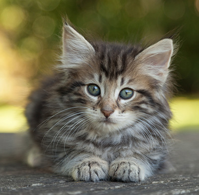 Ludvikka - 7 weeks old