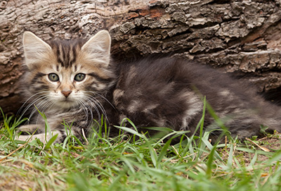 Ludvikka - 7 weeks old