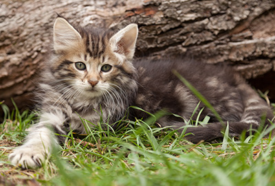 Ludvikka - 7 weeks old