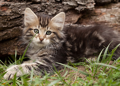Ludvikka - 7 weeks old