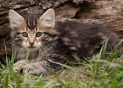 Ludvikka - 7 weeks old