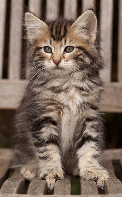 Ludvikka - 7 weeks old