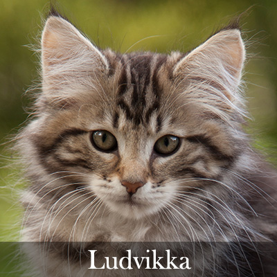 Ludvikka