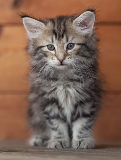 Natasha - 6 weeks old