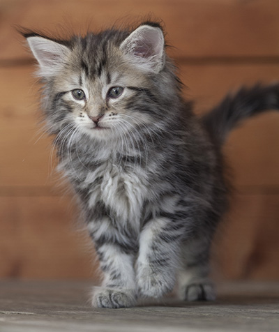 Natasha - 6 weeks old