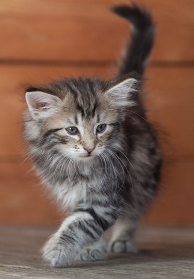 Natasha - 6 weeks old