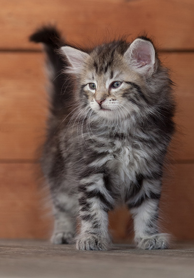 Natasha - 6 weeks old
