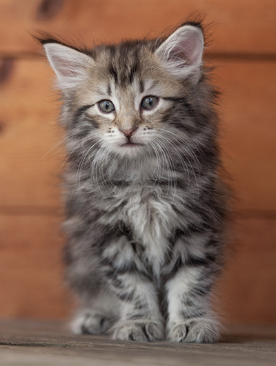 Natasha - 6 weeks old