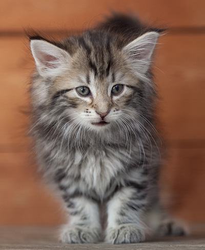 Natasha - 6 weeks old