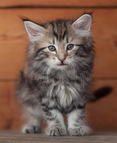 Natasha - 6 weeks old