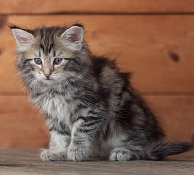 Natasha - 6 weeks old