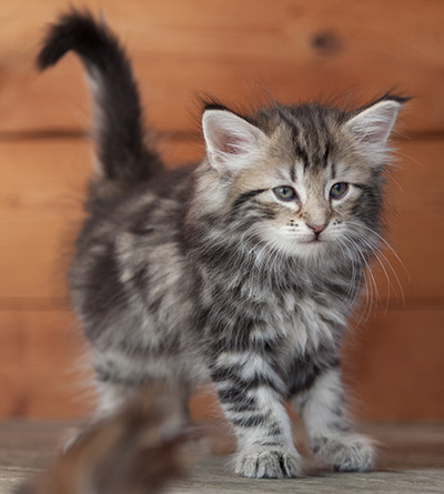 Natasha - 6 weeks old