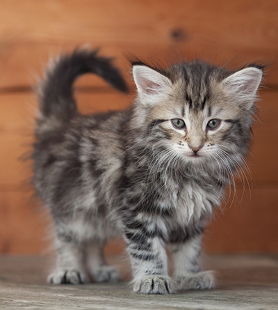 Natasha - 6 weeks old