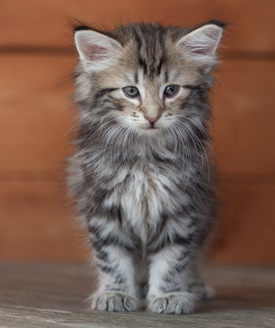 Natasha - 6 weeks old