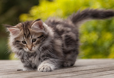 Natasha - 9 weeks old