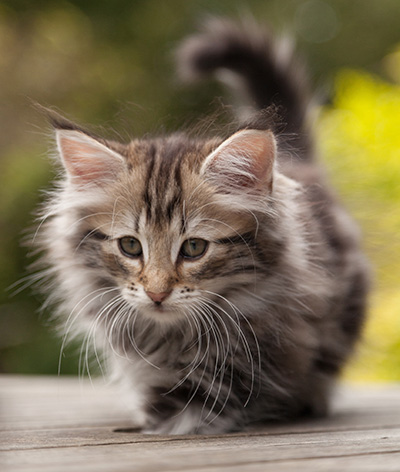 Natasha - 9 weeks old