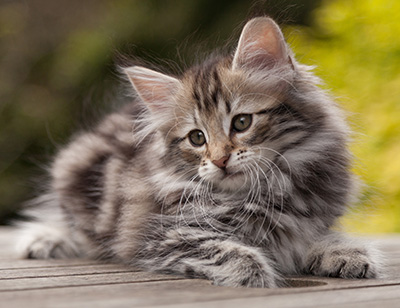 Natasha - 9 weeks old