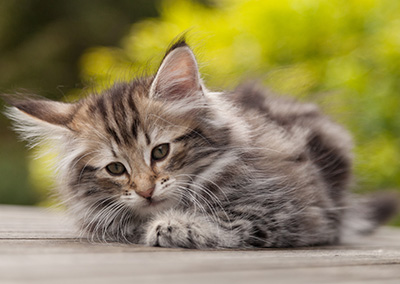 Natasha - 9 weeks old
