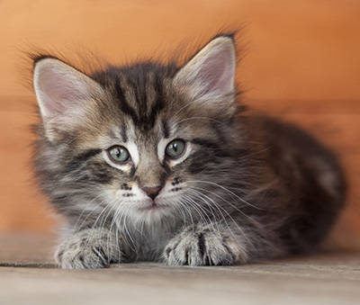 Nemo - 6 weeks old