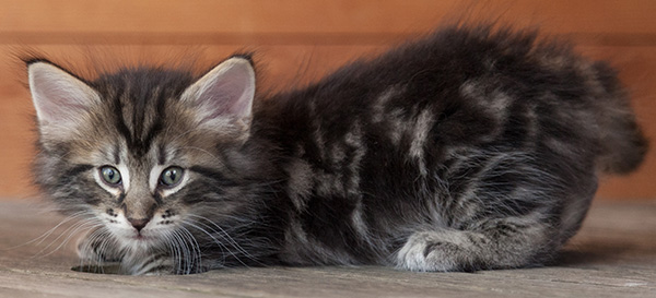 Nemo - 6 weeks old