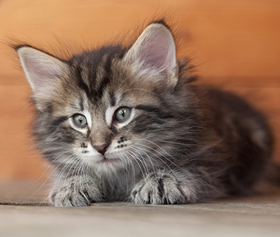 Nemo - 6 weeks old
