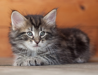 Nemo - 6 weeks old