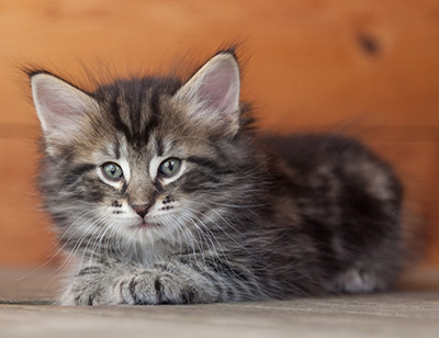 Nemo - 6 weeks old