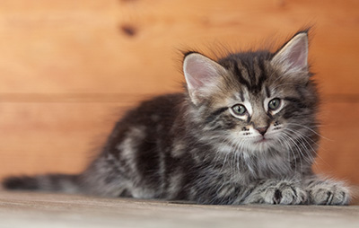 Nemo - 6 weeks old