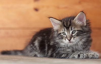 Nemo - 6 weeks old