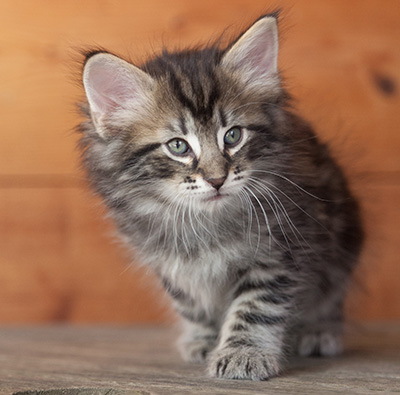 Nemo - 6 weeks old