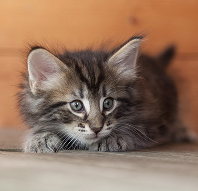 Nemo - 6 weeks old