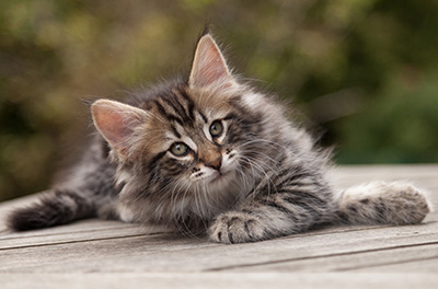 Nemo - 9 weeks old