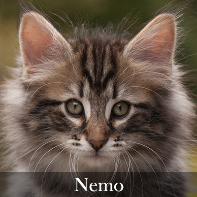 Nemo