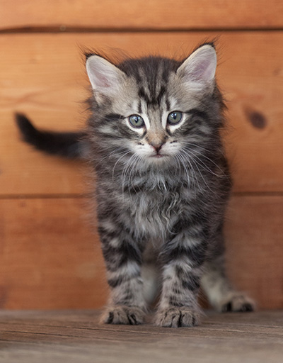 Neptun - 6 weeks old