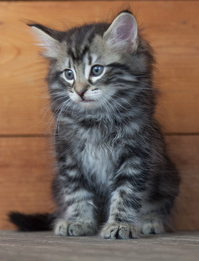 Neptun - 6 weeks old