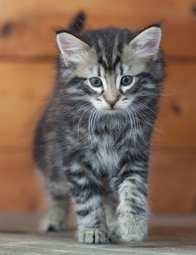 Neptun - 6 weeks old