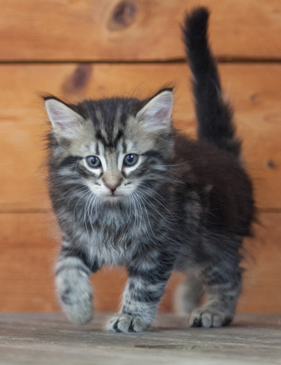 Neptun - 6 weeks old